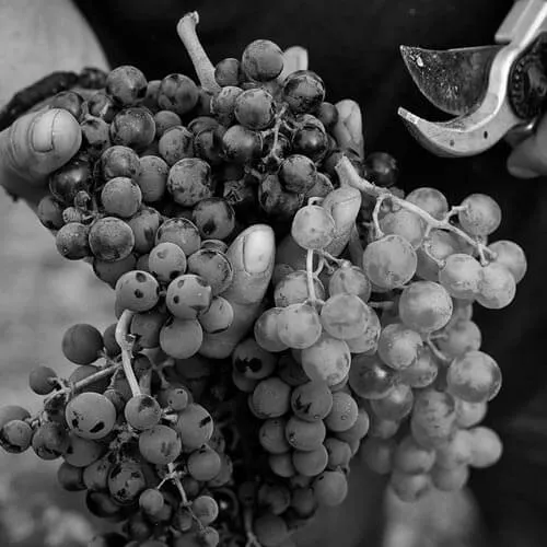 Terroir al Límit