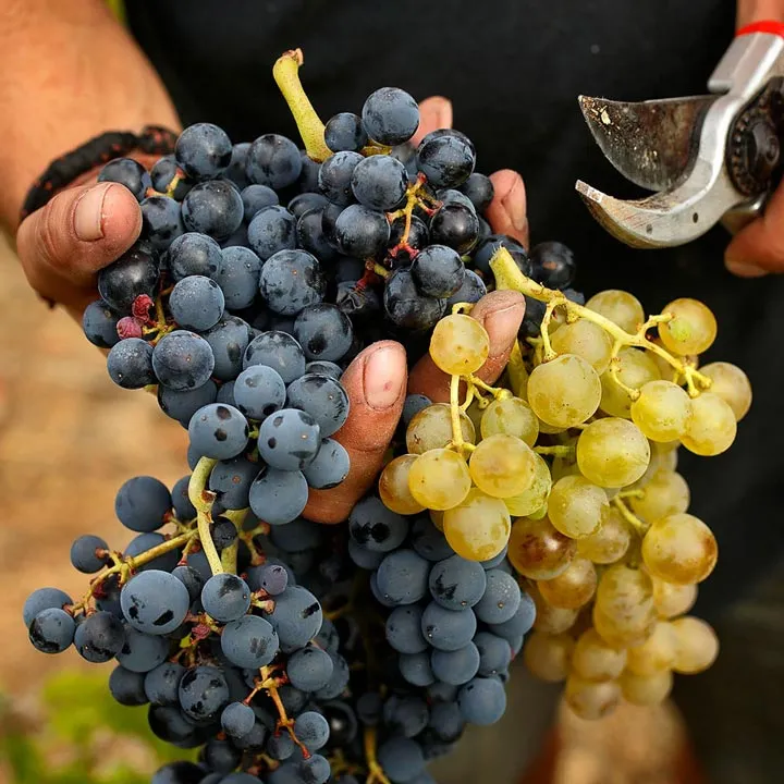 Terroir al limit priorat grape varieties closeup